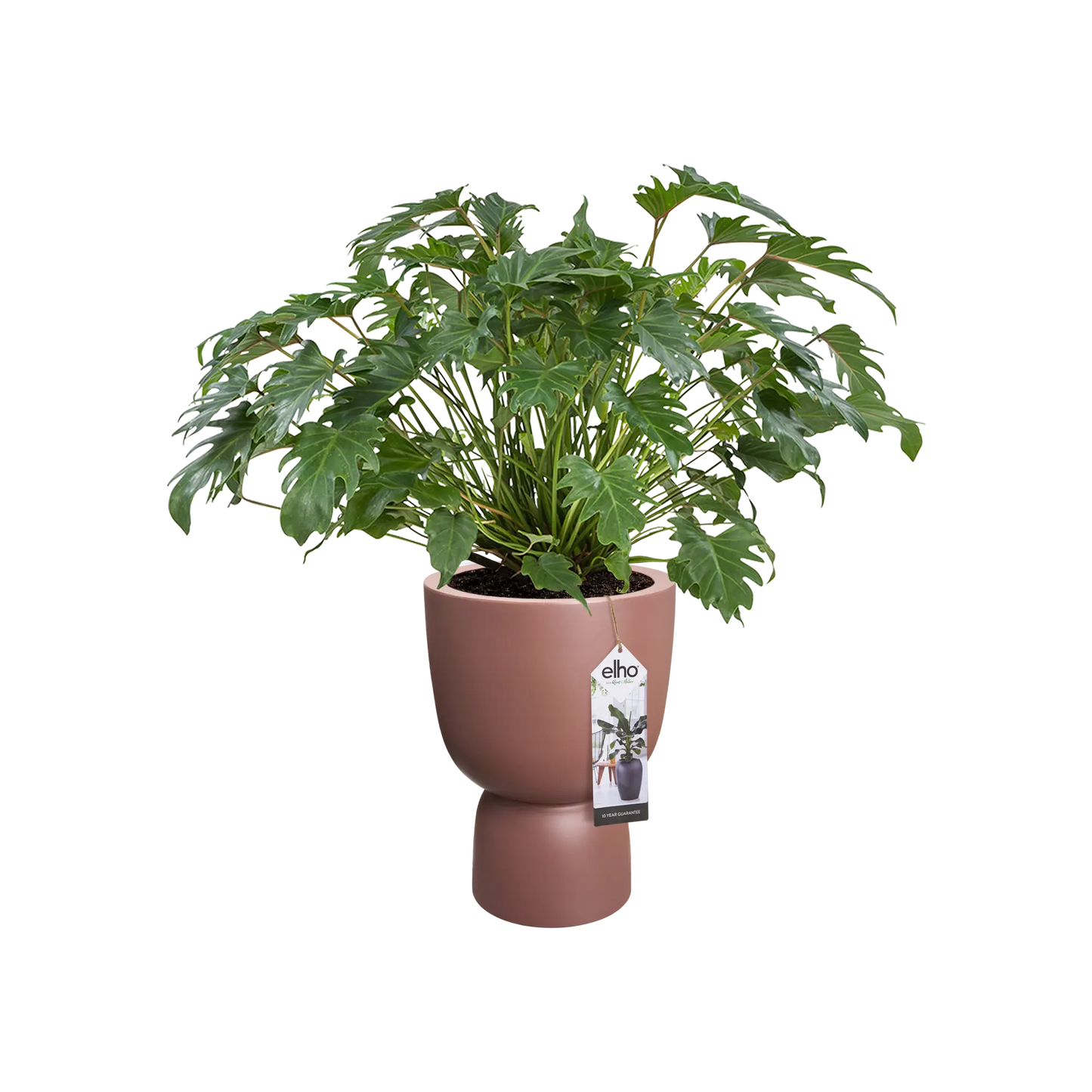 Pure Coupe 35Cm (Brown)