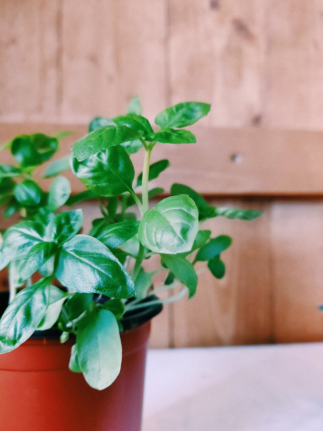 Picking The Perfect Plant Pot