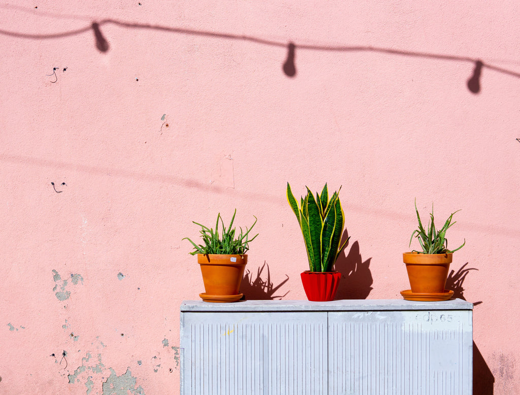 How to pick a plant pot for your home
