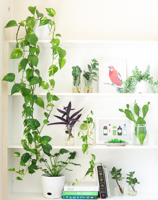 Selecting the right plant for every room in your home