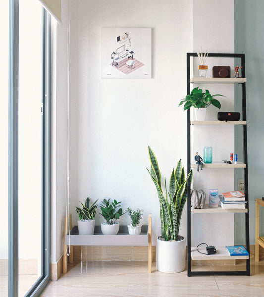 Ways to decorate with houseplants