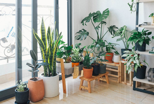 Indoor plants and their health benefits