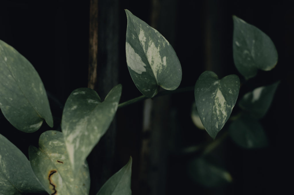 Plant parenting 101: Pothos