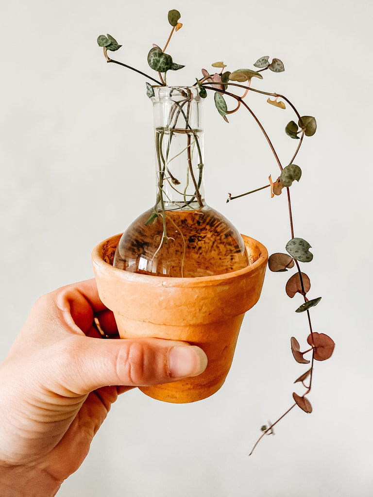 Garden Trends 2022
