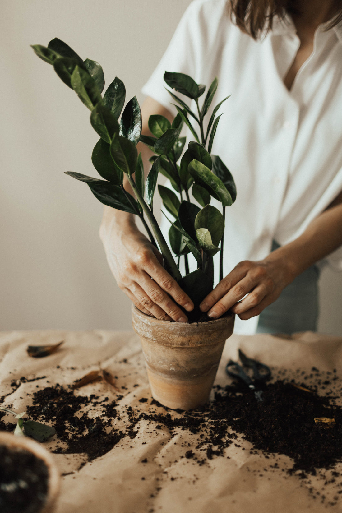 Why Indoor Plants?