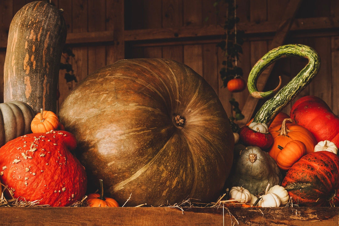 Pumpkin Planting