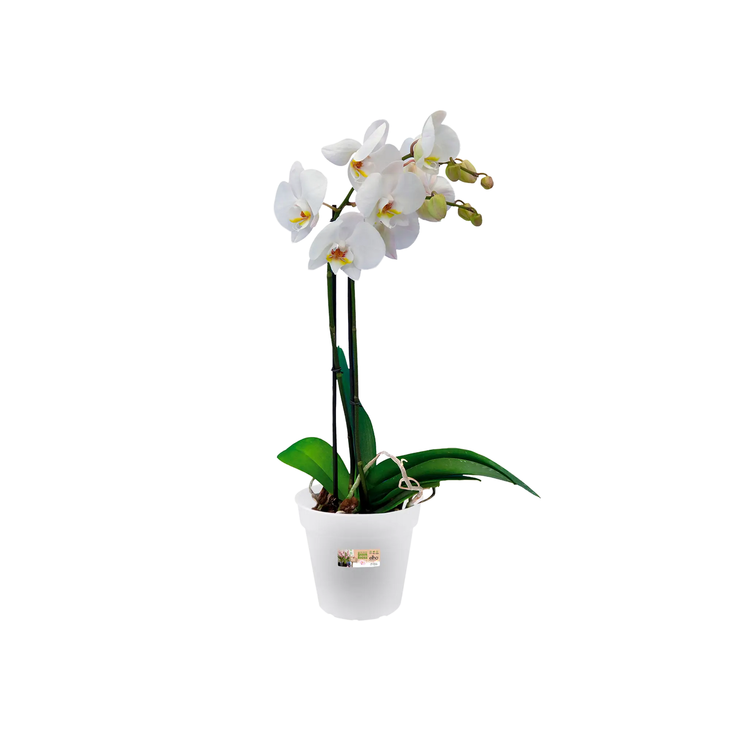 Green Basics Orchid 13Cm (Clear)